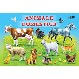 ANIMALE DOMESTICE (Cartonata)