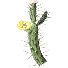 Tablou "Cactus", SSP034 №2, 50x70 cm